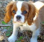 Nicol - Cavalier King Charles Spaniel (5 mois)