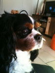 Titus - Cavalier King Charles Spaniel Mâle (9 ans)