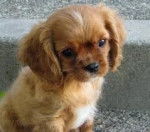 Mimi - Cavalier King Charles Spaniel (4 mois)