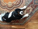 lucy - Cavalier King Charles Spaniel (4 ans)
