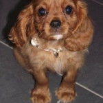 Ruby - Cavalier King Charles Spaniel (1 an)