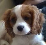 Griotte - Cavalier King Charles Spaniel (1 an)