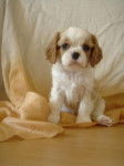 Gambi - Cavalier King Charles Spaniel Mâle (1 an)