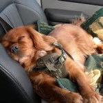 Max - Cavalier King Charles Spaniel Mâle (6 ans)