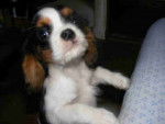 DUSTY - Cavalier King Charles Spaniel (11 mois)
