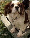 Téo - Cavalier King Charles Spaniel Mâle (7 ans)