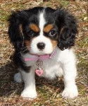 LuLu - Cavalier King Charles Spaniel (1 an)