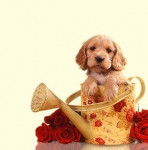 boutchou - Cavalier King Charles Spaniel (9 mois)