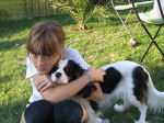 dolly - Cavalier King Charles Spaniel (8 mois)