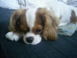 Comète - Cavalier King Charles Spaniel (2 ans)