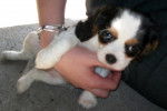 First - Cavalier King Charles Spaniel Mâle (2 mois)