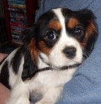 Megan - Cavalier King Charles Spaniel (2 ans)