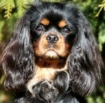 Mein Hundi - Cavalier King Charles Spaniel