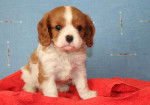 Chipie - Cavalier King Charles Spaniel (2 mois)