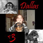Dallas - Cavalier King Charles Spaniel Mâle (1 an)