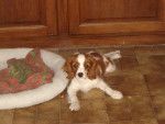 Eliot - Cavalier King Charles Spaniel Mâle (10 mois)