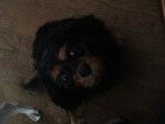 Câline - Cavalier King Charles Spaniel (4 ans)