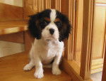 angel - Cavalier King Charles Spaniel Mâle (3 mois)