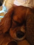 Millie - Cavalier King Charles Spaniel (9 mois)