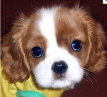 Darling - Cavalier King Charles Spaniel (6 mois)