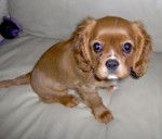 Ruby - Cavalier King Charles Spaniel (2 mois)