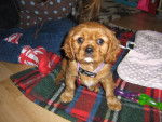 angel - Cavalier King Charles Spaniel (9 mois)