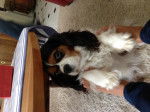 Viva - Cavalier King Charles Spaniel (5 ans)