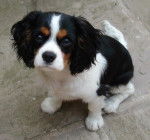 Diana - Cavalier King Charles Spaniel (6 mois)