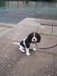 Makenna - Cavalier King Charles Spaniel (5 mois)