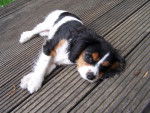 Makenna - Cavalier King Charles Spaniel (5 mois)