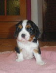Makenna - Cavalier King Charles Spaniel (5 mois)