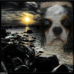 benny - Cavalier King Charles Spaniel Mâle (3 ans)