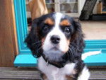 Makenna - Cavalier King Charles Spaniel (5 mois)