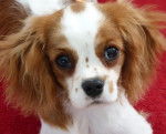 Lady - Cavalier King Charles Spaniel (7 mois)