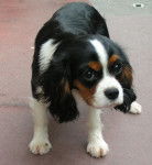MnM's - Cavalier King Charles Spaniel Mâle (1 an)