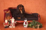 easy-love - Cavalier King Charles Spaniel
