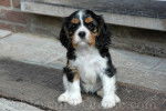 cavalier king charles - Cavalier King Charles Spaniel (1 mois)