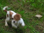 Bounty - Cavalier King Charles Spaniel Mâle (3 ans)