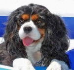 mon chien - Cavalier King Charles Spaniel (6 ans)