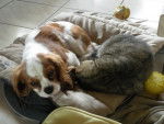 Cookie - Cavalier King Charles Spaniel Mâle (1 an)