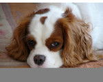 Zita - Cavalier King Charles Spaniel (5 mois)