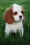 ámbar - Cavalier King Charles Spaniel (11 mois)