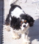 Cooky - Cavalier King Charles Spaniel Mâle (5 ans)