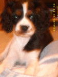 Lady - Cavalier King Charles Spaniel (8 mois)