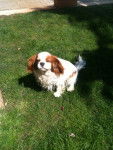 champion - Cavalier King Charles Spaniel Mâle (6 ans)