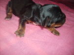 bebe - Cavalier King Charles Spaniel (1 mois)