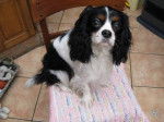 Susy - Cavalier King Charles Spaniel (2 ans)