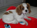 Bella - Cavalier King Charles Spaniel (5 mois)