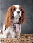 laidie - Cavalier King Charles Spaniel (3 ans)