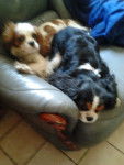 Ginger et sa fille. - Cavalier King Charles Spaniel
